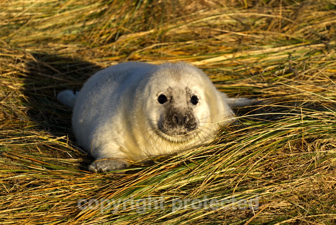 Grey Seal Pup - Norfolk