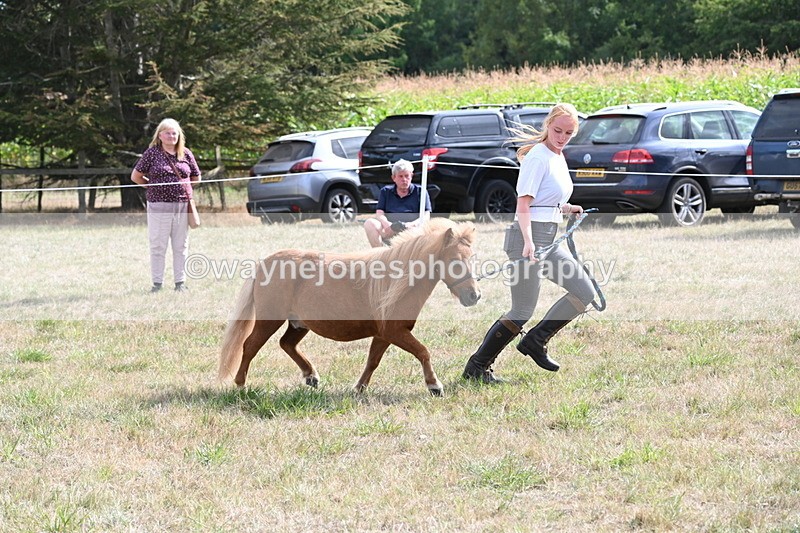 WJ6_6953 - Class 21 Shetland & Mini Horses