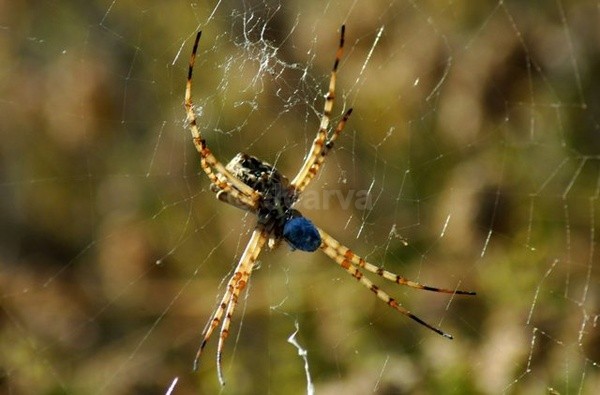 Blue Bait - Insects and Spiders
