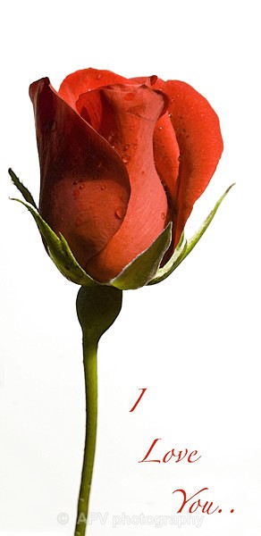 Single Red Rose - DL Size Cards