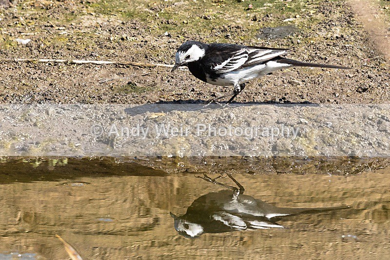 20170510-8E0A0975 - Woolston Eyes Nature Reserve
