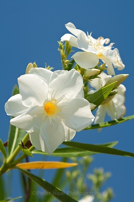 Oleander