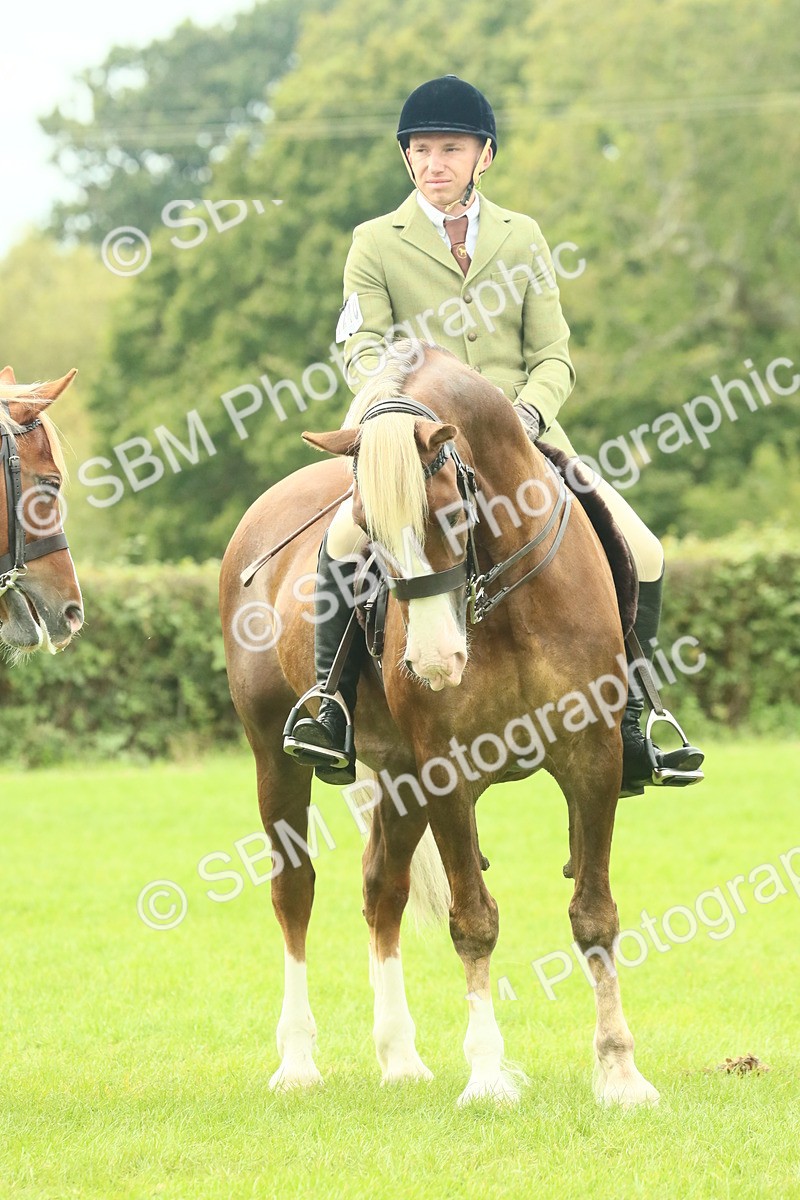 SBM_71944 - S60 - Mountain & Moorland Ridden Large Breeds