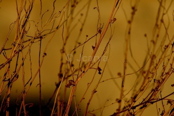 Golden Brown - Flowers and Plants