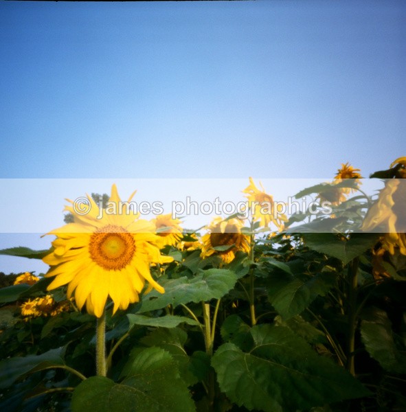 508911180007 - Pinhole Photography