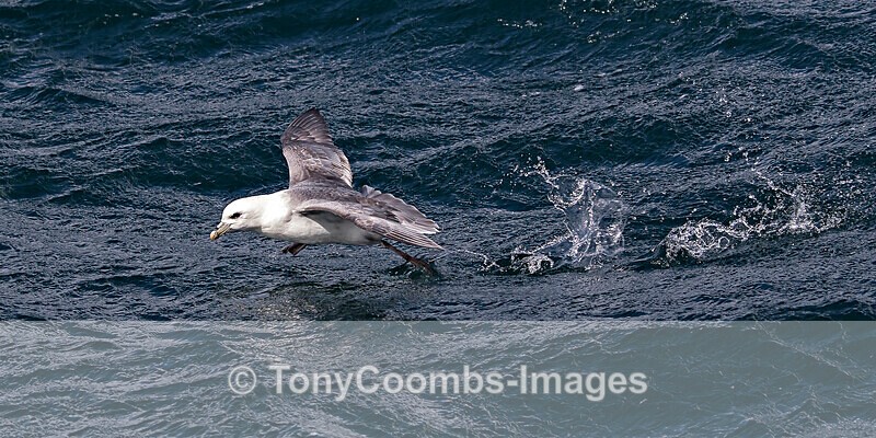 Fulmar - Iceland