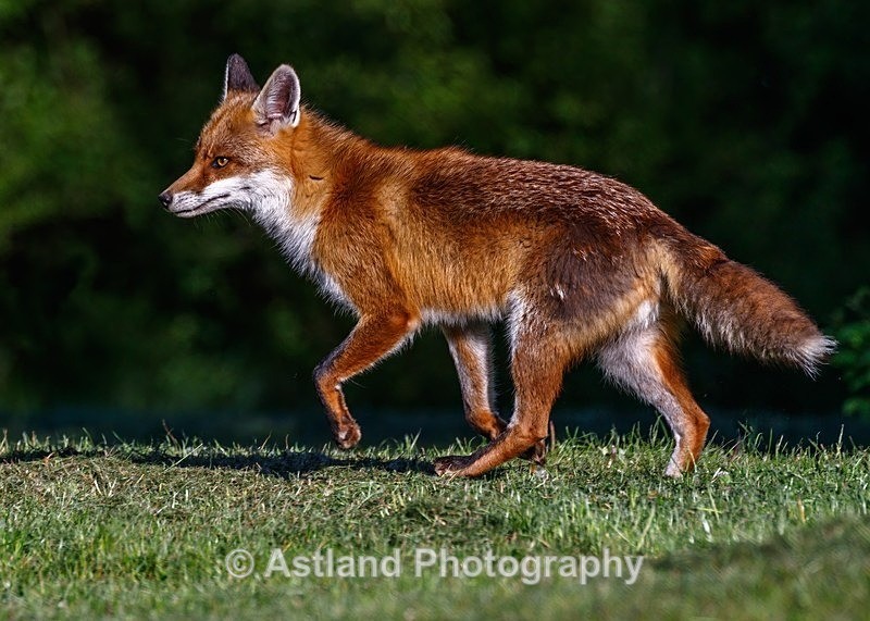 Astland Photography, Bird and Wildlife Images, Susan and Peter Wilson, U.K.