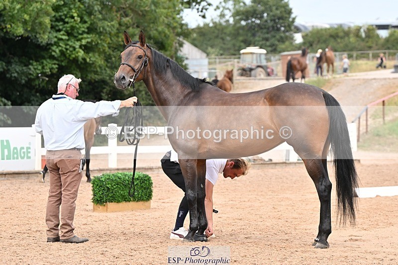 250716-154219-02144 - Trot Up 3.30 to 4.30