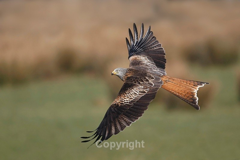 Red Kite,Wales - Birds of Prey