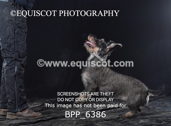 BPP_6386 - CARLA DOGS