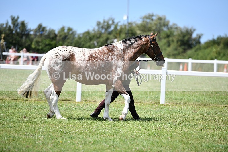DSC_7473 - Class 63: Coloured Horse Youngstock