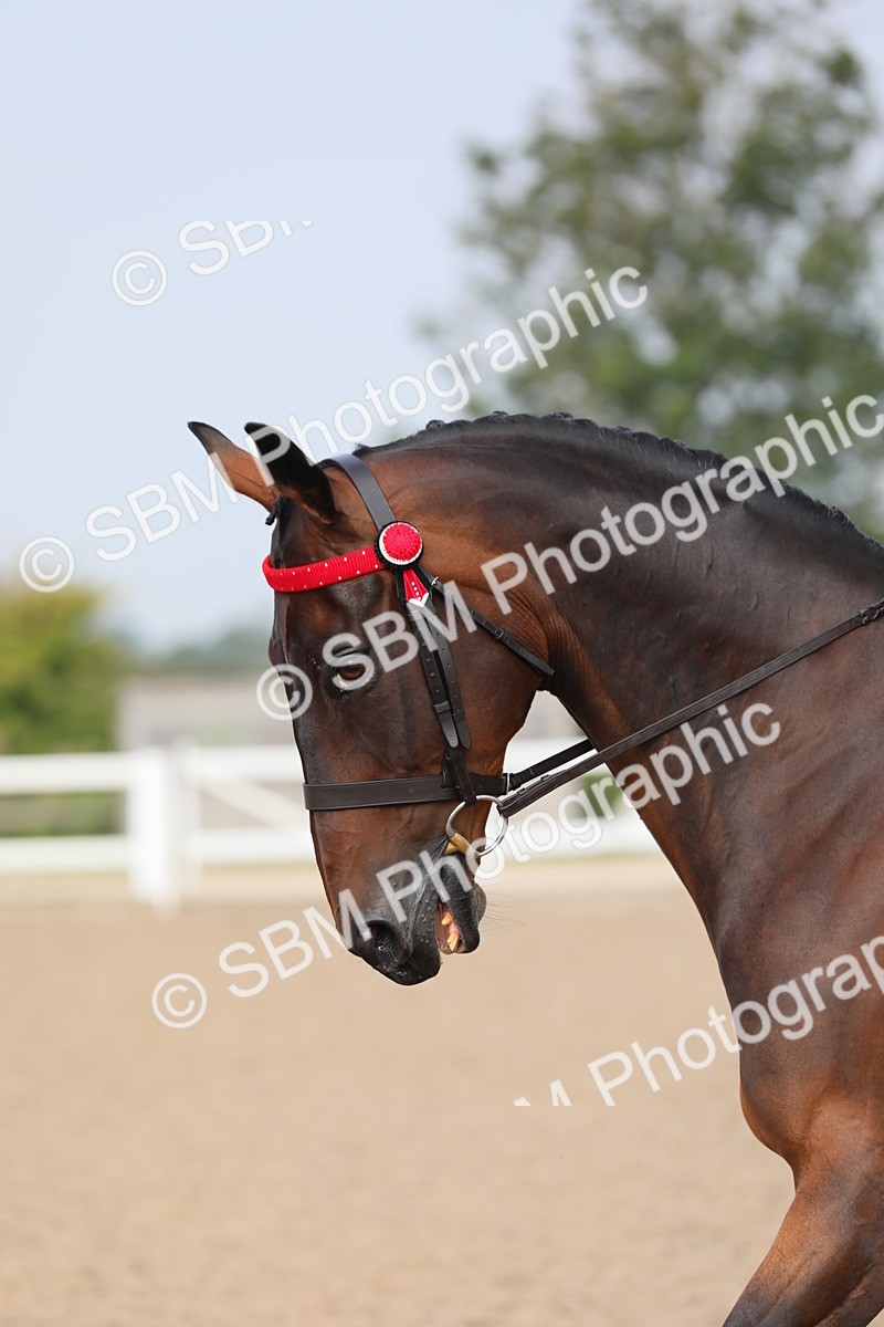 SBM_10681 - Class 303 Ridden Pure Bred Horse/Pony (excl M&M)