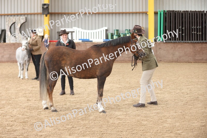 20251109-0648 - Class 22 - Geldings 4 Years and over