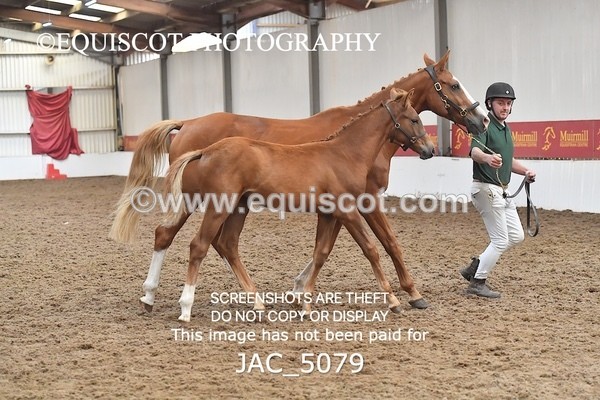 JAC_5079 - 9 Zinzipan