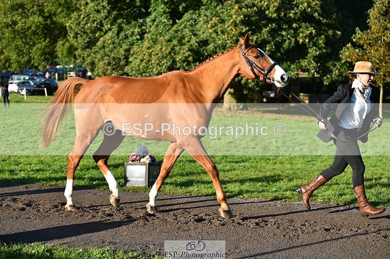 231022-093050-21842 - 607-RICO.III-Alison.Stewart-TrotUp+SJ