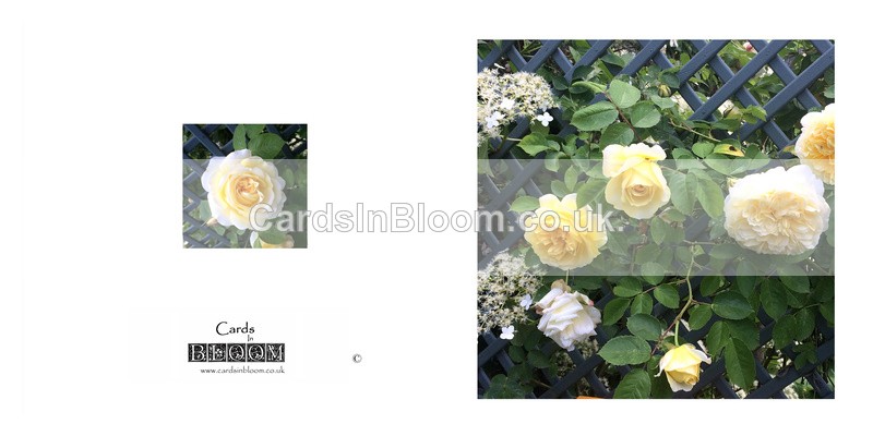 035 Leverkusen climbing Rose - FLORAL GREETING CARDS