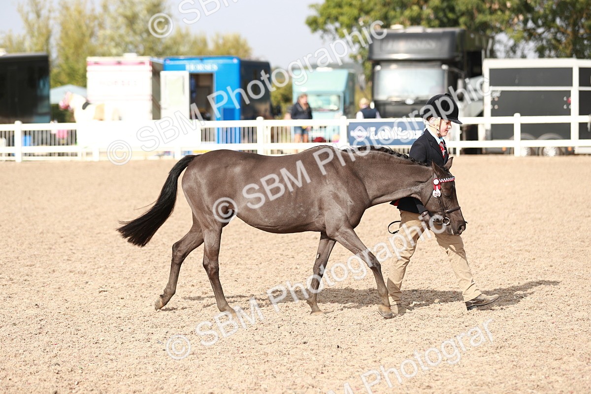 SBM_11021 - Class 205 IH Show Pony/ Show Hunter Pony