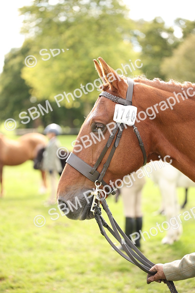 SBM_46392 - S25 - Mature Veteran In Hand