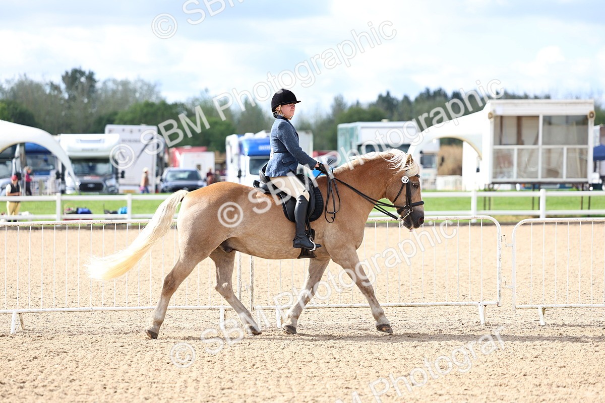 SBM_10760 - Class 305 - Ridden Foreign Breeds - Pure Bred