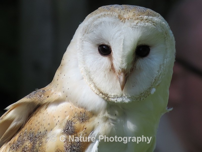 Barn Owl - Birds