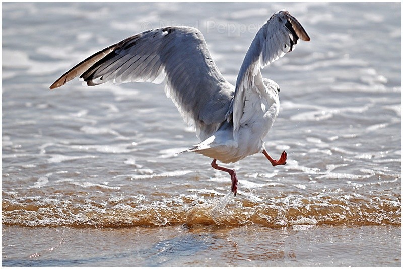 12th September 2007 - Leggy the Herring Gull