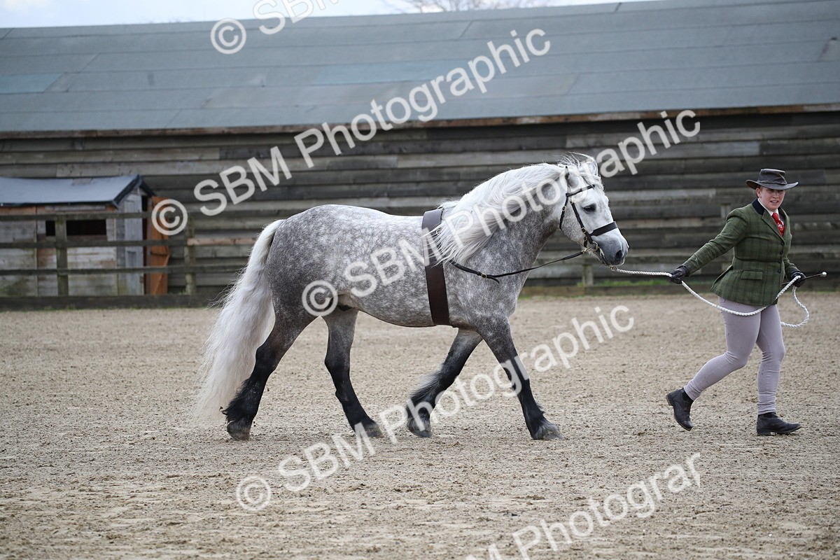 SBM_004036 - Class 1-4 - Young Stock classes Inc. In Hand Championship