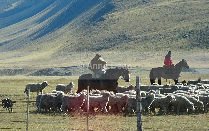 Shepherds at work - Argentina and Chile