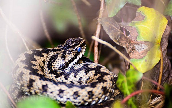 Male Adder - Amphibians & Reptiles