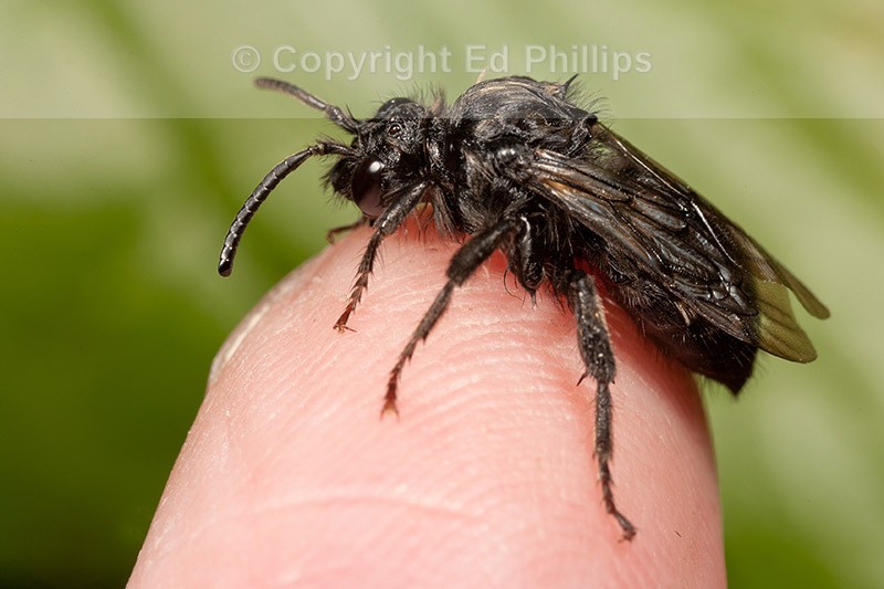 Melecta albifrons (f)