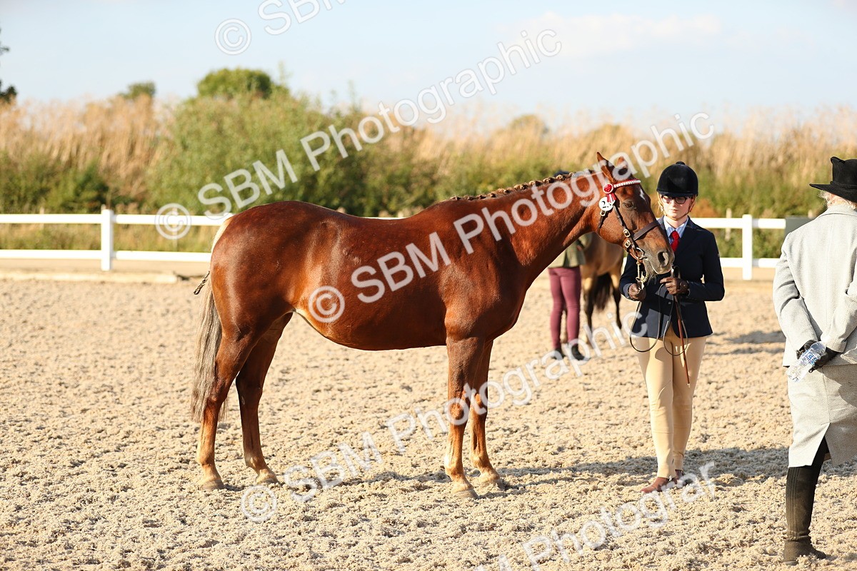 SBM_08973 - Class 29 IH Veteran Pony