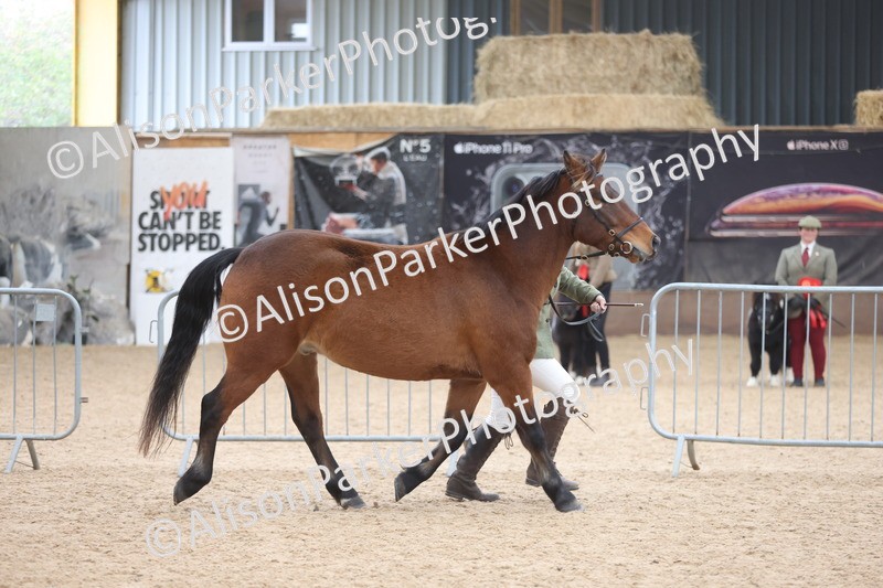 20251109-1078 - Class 29 - Geldings 4 Years and over