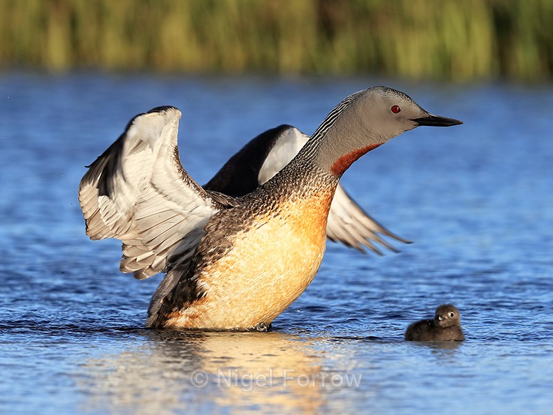 Red-throated Diver wing flap next to chick, Floi, Iceland - Red-throated Diver