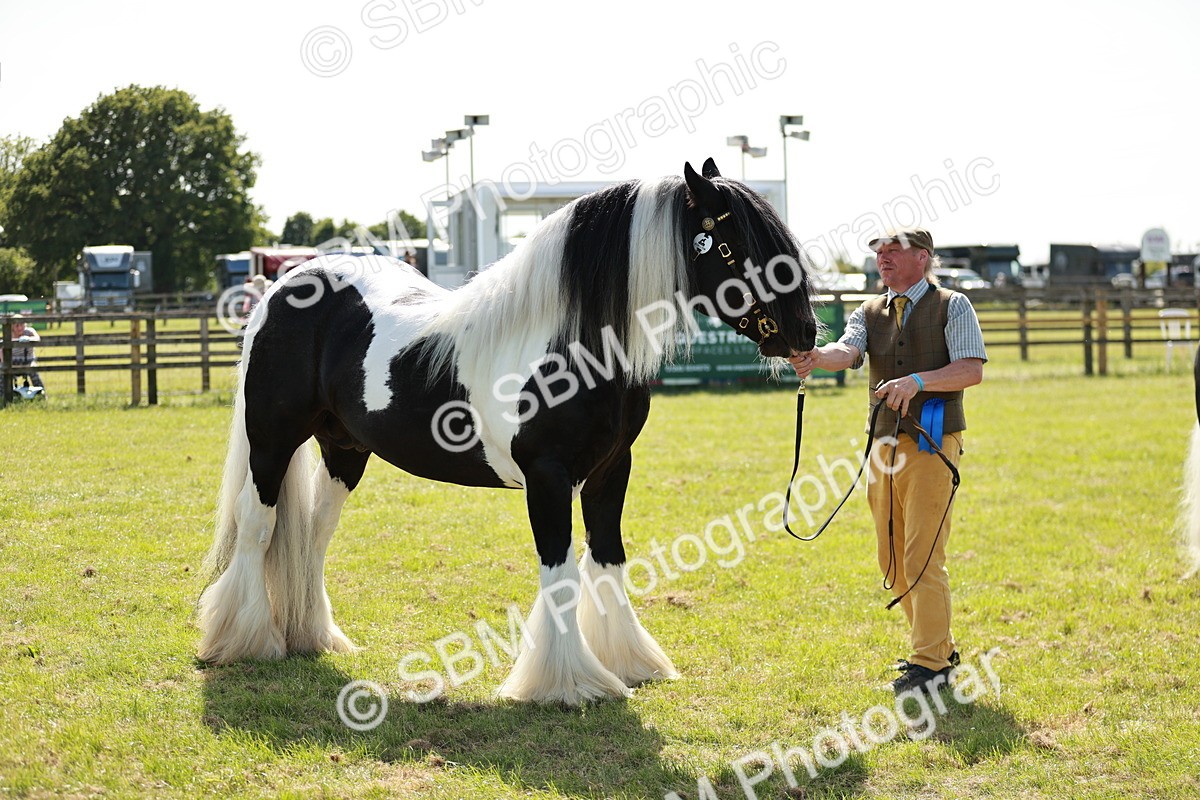 SBM_08893 - Class 63-65 - Traditional Gypsy Cobs In Hand & Ridden