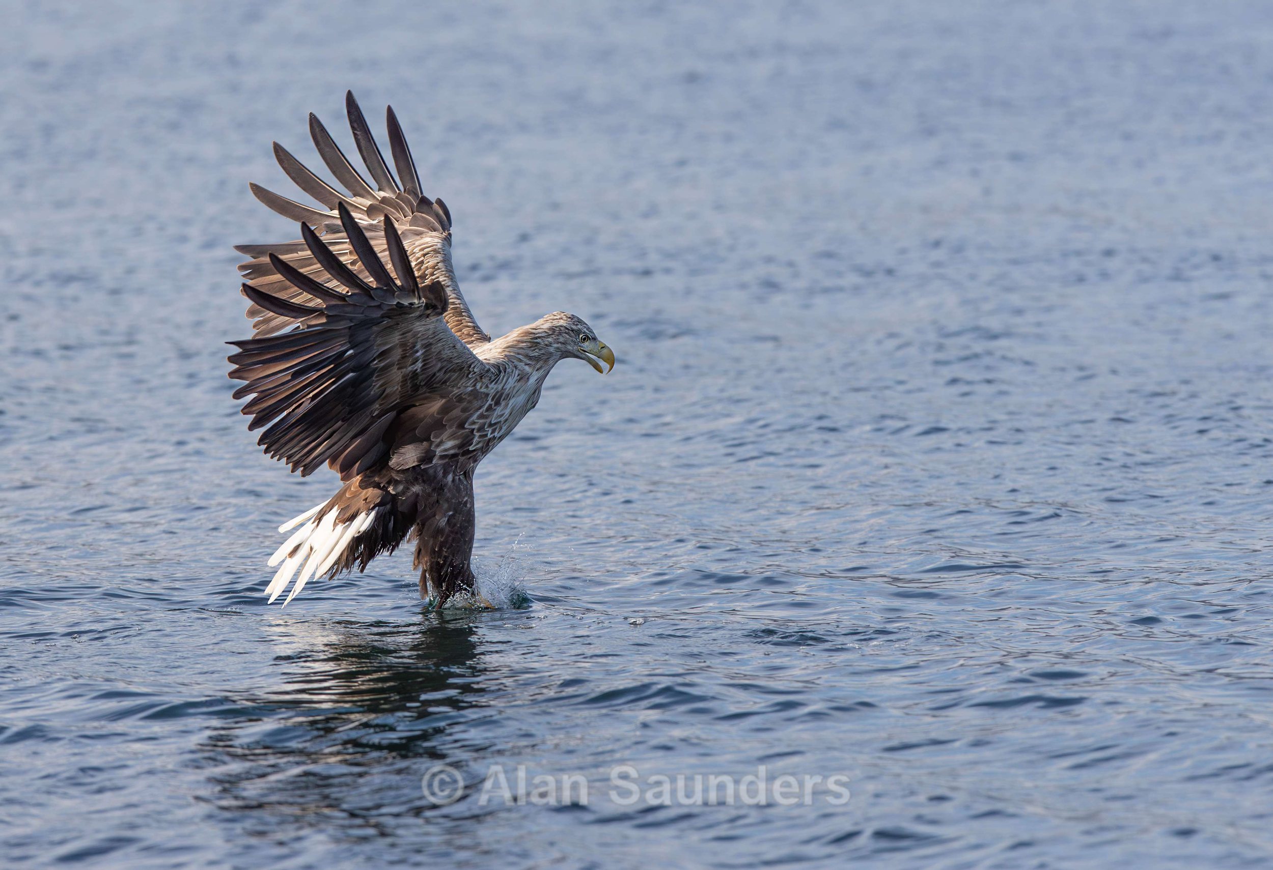 White Tailed Eagle 93