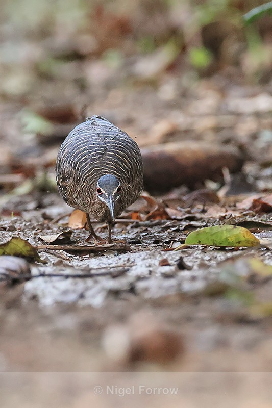 Sunbittern front view, Porto Jofre, Mato Grosso, Brazil - Sunbittern