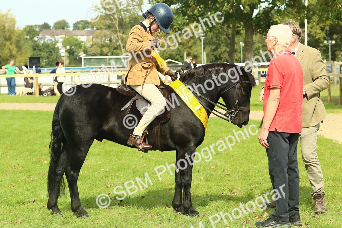 SBM_66744 - S34 - Rehabilitated Rescue Horse & Pony In Hand & Ridden