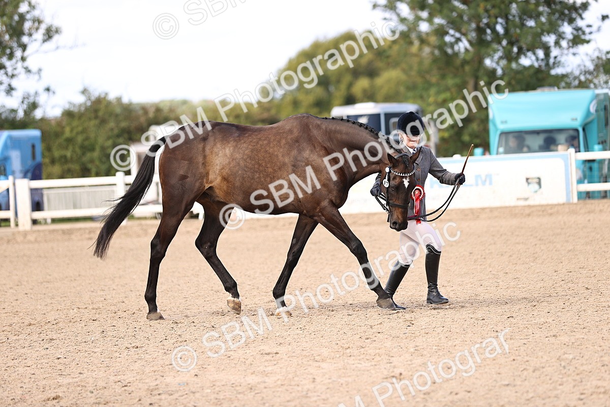 SBM_11565 - Class 407 - IH Hack-Riding Horse