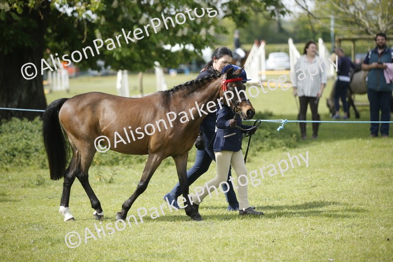 20260426-1852 - Class 7 - Pony Judge Would Most Like To Take Home