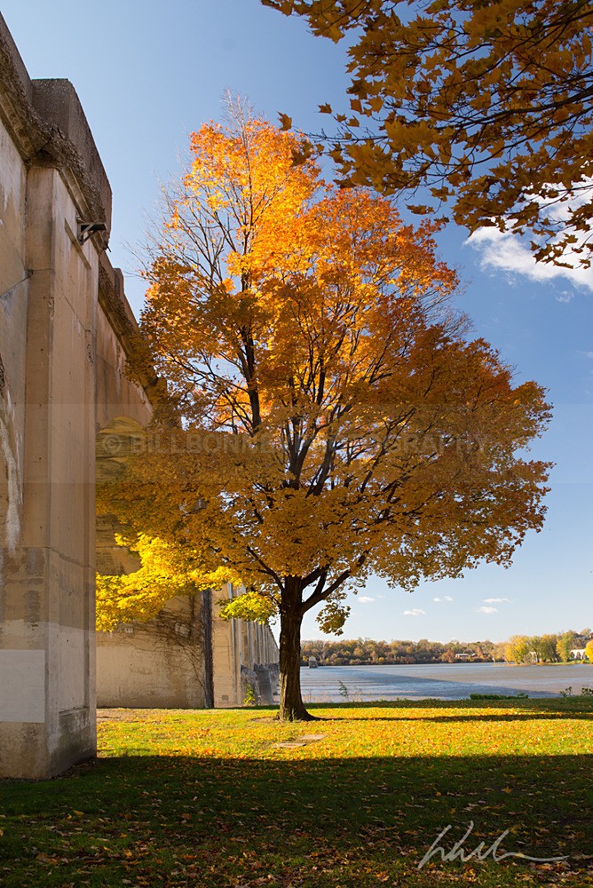 DSC_3393-Edit-2-Edit - Trees