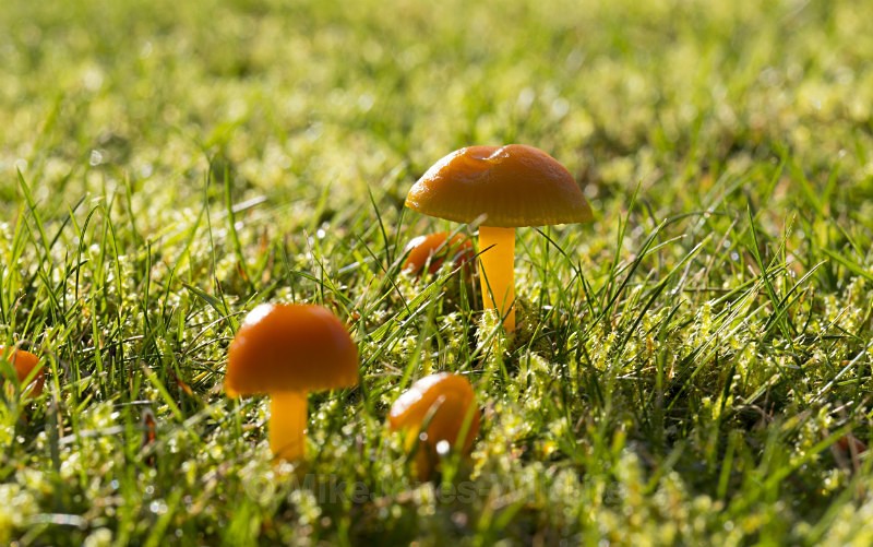 Fungi, Tatton Park, Cheshire - FUNGI (MUSHROOM) IMAGES