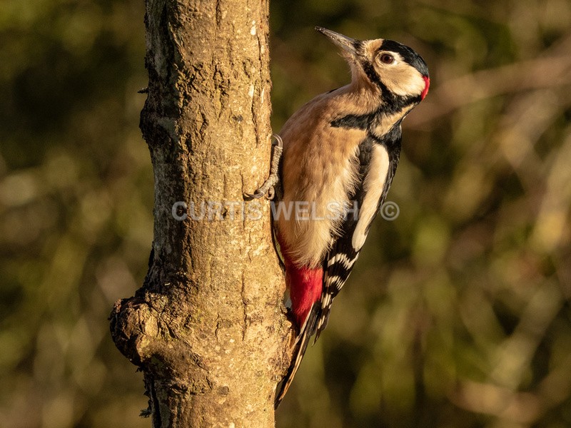 Woodpecker - THE SCOTSMAN - READERS GALLERY