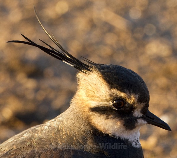 LAPWING WINTER 2010 - THE LAPWING