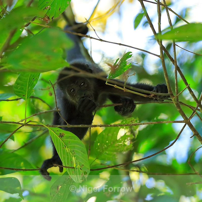 Howler Monkey feeding upside down, Manuel Antonio, Costa Rica - Monkey