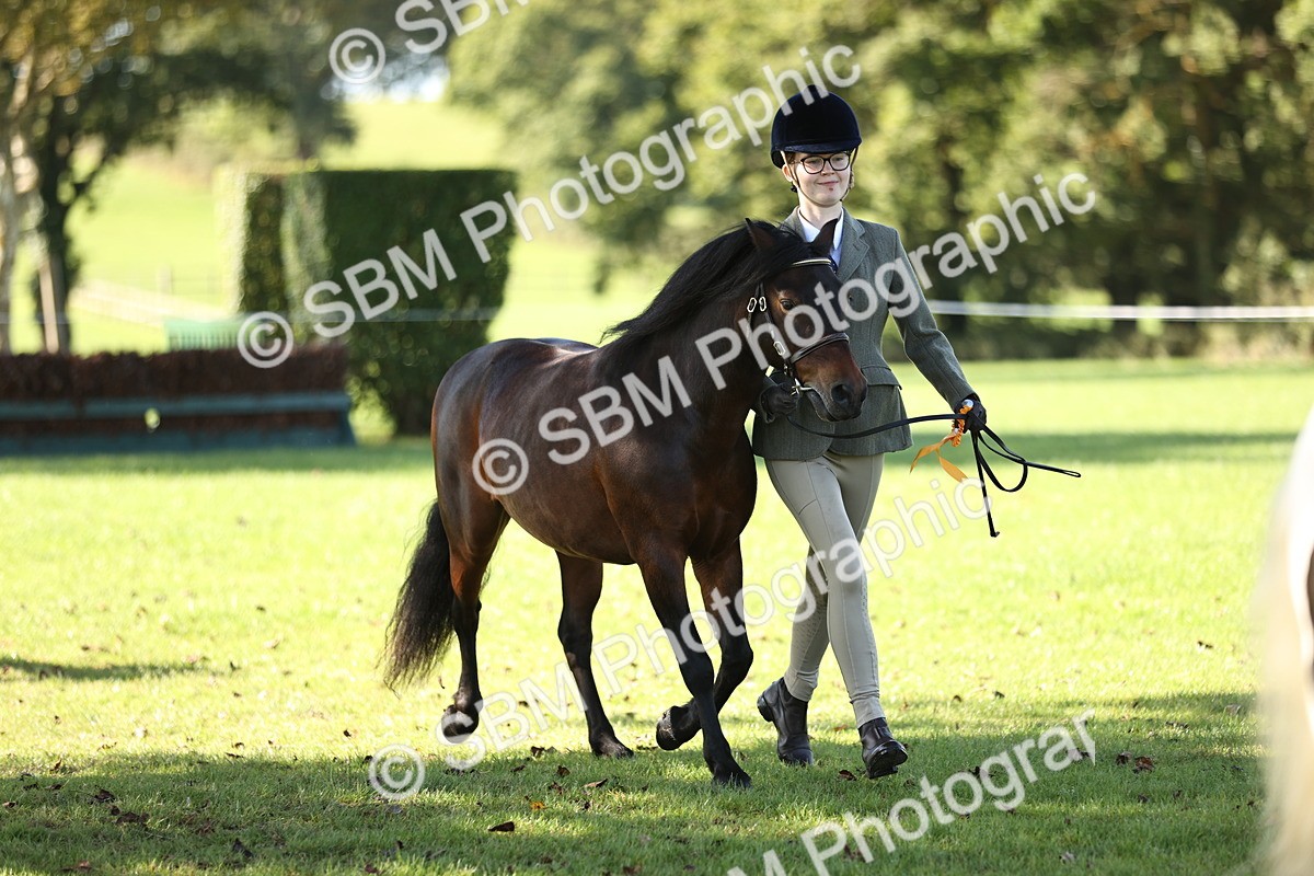 SBM_15952 - S1 - TSR in Hand Horse & Pony Showing
