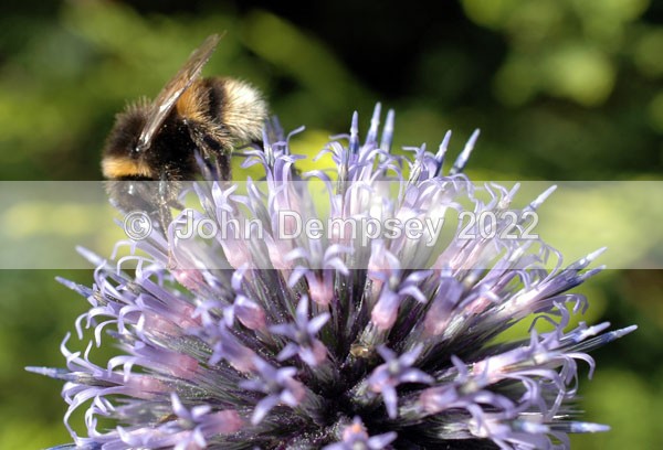 Bee-utiful in minature - Plants and Insects