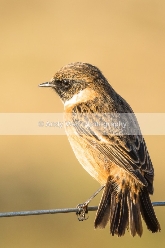 20161129-8E0A3140 - Chats