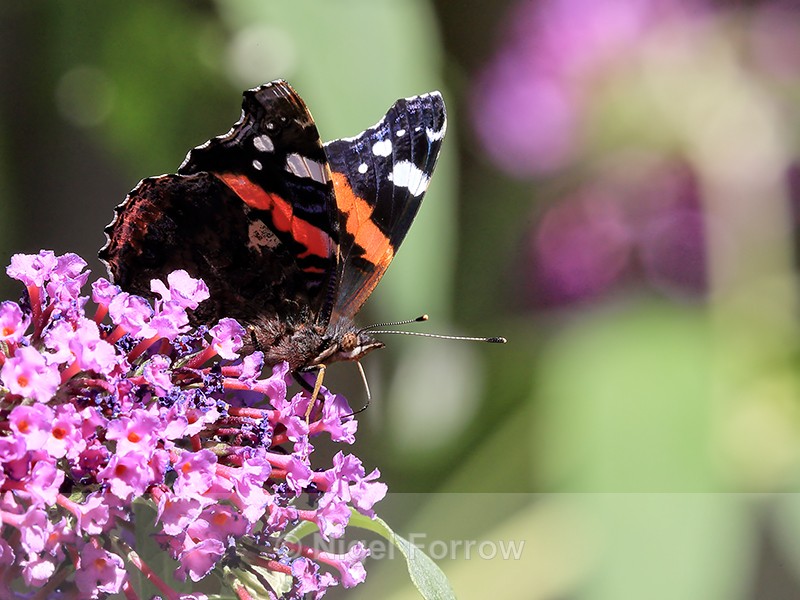 Red Admiral feeding on buddleia flower, Oxfordshire, UK - INSECTS