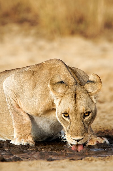 Lion Drinking Shompole, Kenya