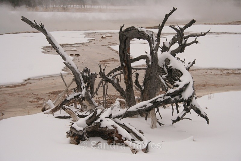  - Yellowstone