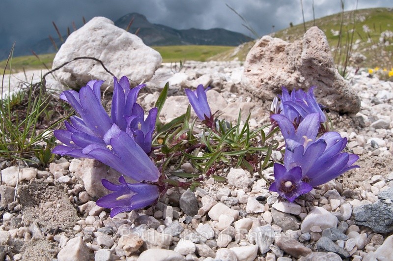  - Plants: wide-angle